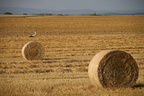 Storch july07 002